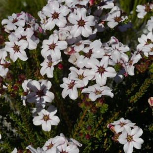 Adenandra villosa